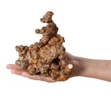 images/productimages/small/Psilocybe Utopia -magic truffle.png